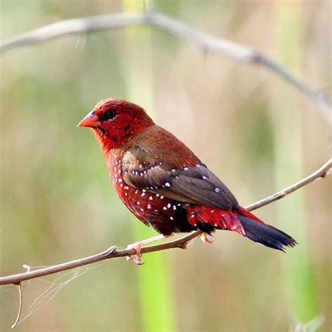Figgerits: Strawberry finch.